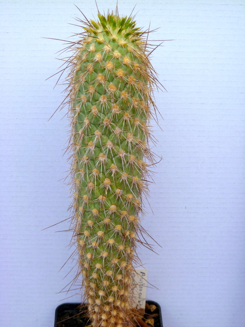 P1070789 Cactus