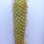 P1070789 - Cactus