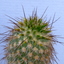 P1070790 - Cactus