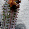 Richtersveldia columnaris 022a - cactus