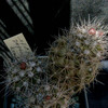 Copiapoa paposoensis 004a - cactus