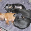 P1010168 - Ratlerek pups 