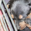 P1010171 - Ratlerek pups 