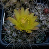 copiapoa paposoensis 020a - cactus