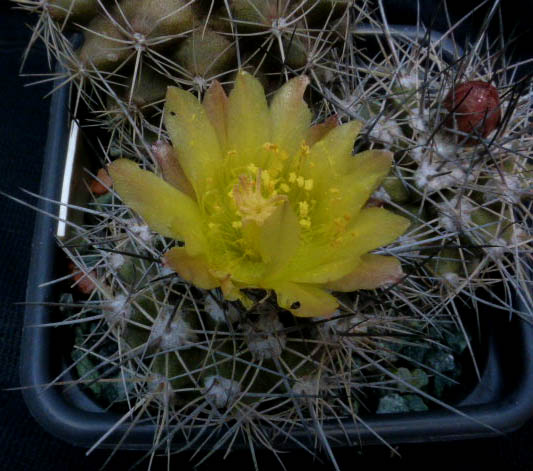 copiapoa paposoensis 020a cactus