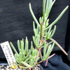 Lampranthus multiradiatus 008a - cactus