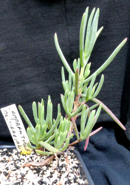 Lampranthus multiradiatus 008a cactus