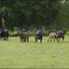 7 - bal en koeien