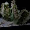 Caralluma hexagona RH202 005a - cactus
