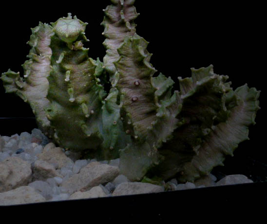 Caralluma hexagona RH202 005a cactus