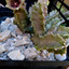 Caralluma hexagona bloei 007a - cactus