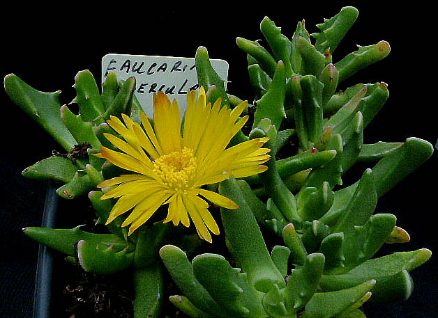 Faucaria tuberculata 012a cactus