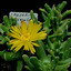 Faucaria tuberculata 012a - cactus
