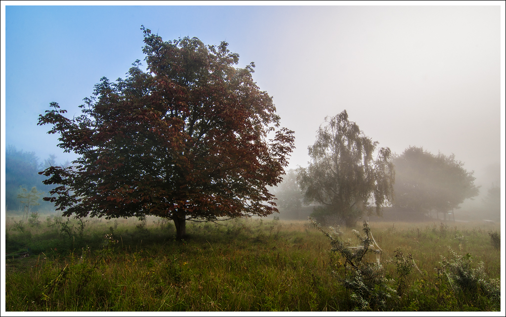 DSC 8183 Mistige morgen - 