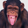 monkey for forums - Codyb