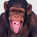 monkey for forums Codyb