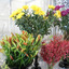 North Miami Beach FL Flower... - Florist North Miami Beach FL | 305-787-0700