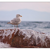 Seagull Splash 2 - Wildlife