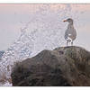 Seagull Splash - Wildlife