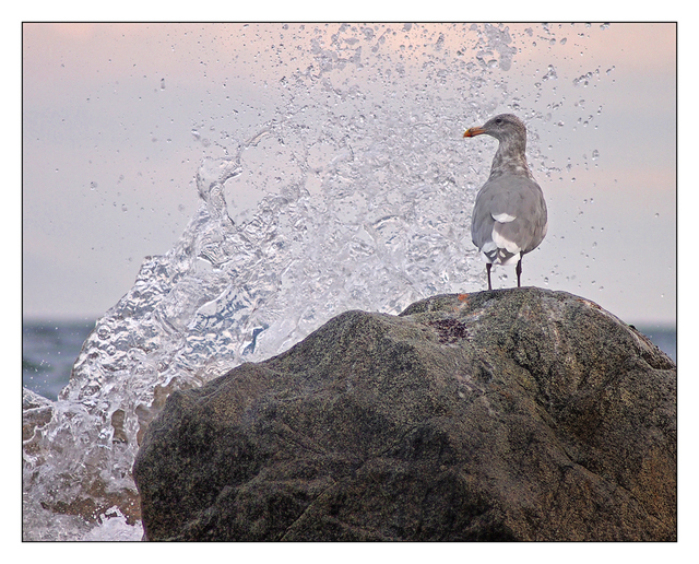 Seagull Splash Wildlife