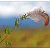 Feather Caught - Close-Up Photography