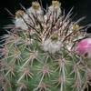 P1010309 - cactus