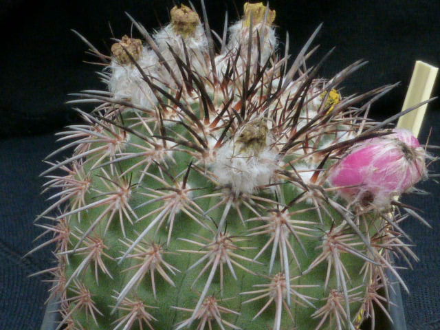 P1010309 cactus