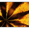 Chestnut leaf - 35mm photos