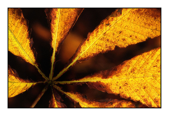 Chestnut leaf 35mm photos