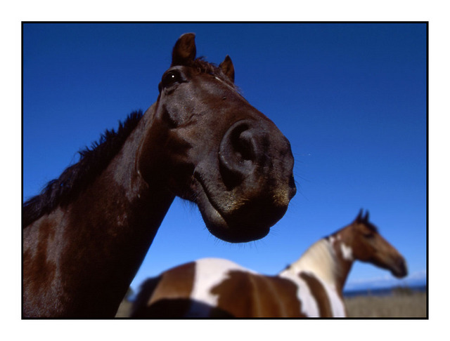 Funny Horse 35mm photos