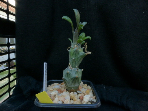 a cactus