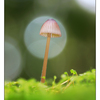 Mushroom in Moss - Close-Up Photography