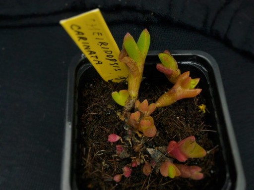 Cheiridopsis carinata - cactus