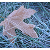Frozen Maple Leaf - Close-Up Photography