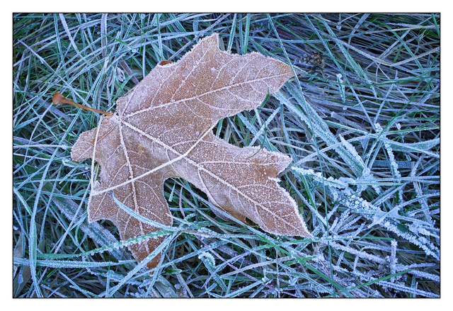 Frozen Maple Leaf Close-Up Photography