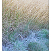 Frosty Grasses - Nature Images