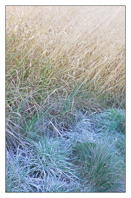 Frosty Grasses Nature Images