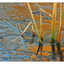 Rushes in Ice - Nature Images