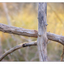 Twisted Branches - Nature Images