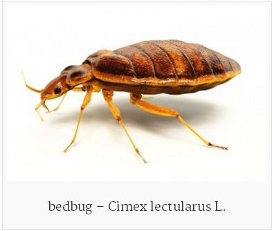 Best Yet Spray For Bed Bugs - Cedarcide Organic Pest Control Cedarcide - Best Yet Product Cedarcide