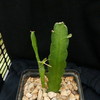 P1010433 - cactus