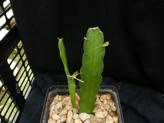 P1010433 cactus