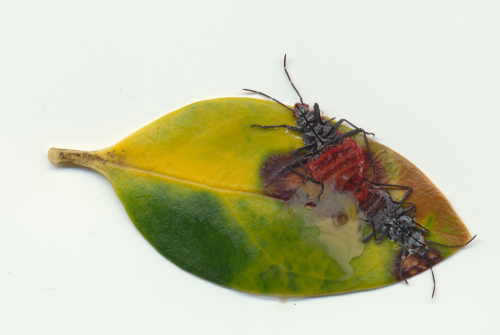 bugz+leaf Picture Box
