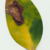 pure leaf - Picture Box