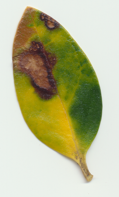 pure leaf Picture Box