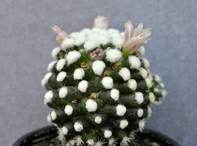 DSC 0326 Cactus