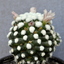 DSC 0326 - Cactus
