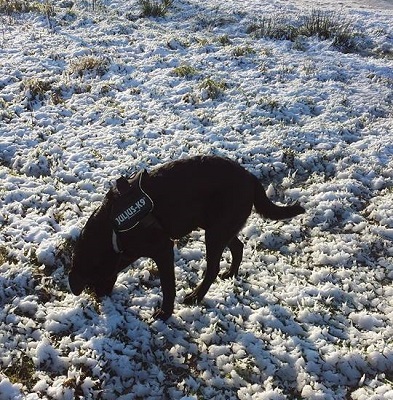 ziggy sneeuw 3 - Ziggy