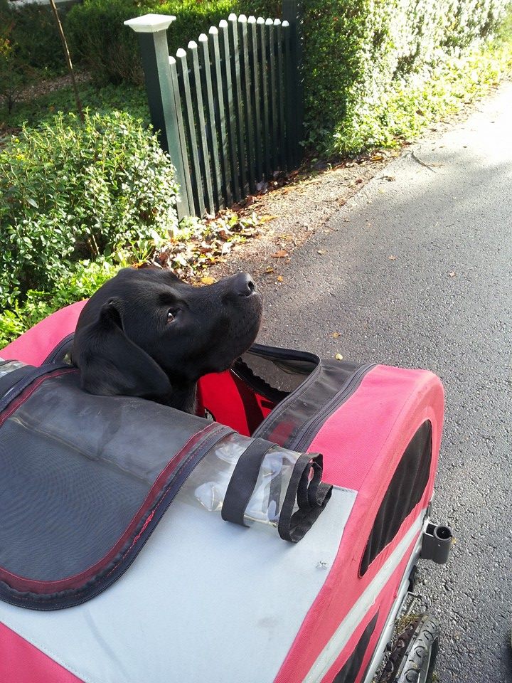 ziggy doggyride - Ziggy