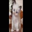 Ragdoll Kittens For Sale -  Ragdoll Kittens For Sale